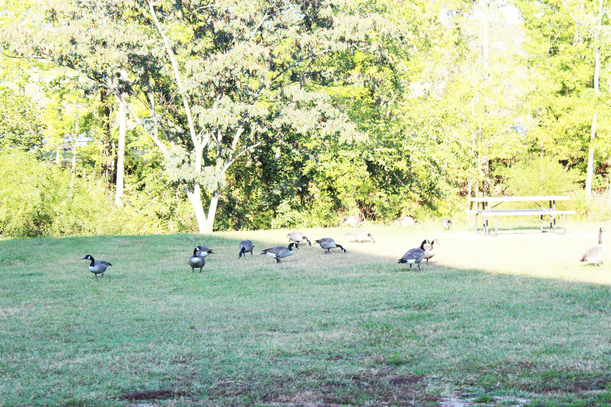 Arbors At Island Landing Hotel & Suites Pigeon Forge Kültér fotó
